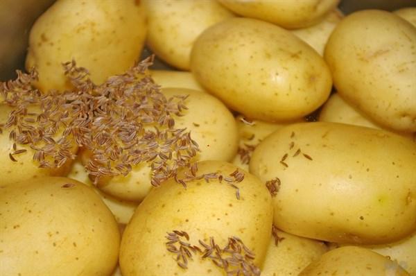 发芽后的土豆到底还能吃吗？可能你一直存在误解，快点让家人知道